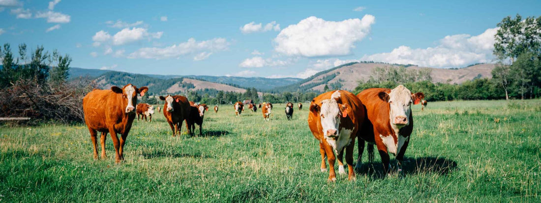 Cows Grazing on a Pasture
