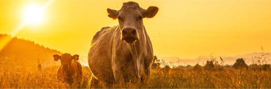 Grass-Fed Cattle Grazing Sunset